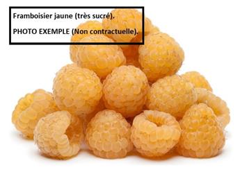 Framboisier Good As Gold Pot C2 ** Nain. Autofertile.Remontant **