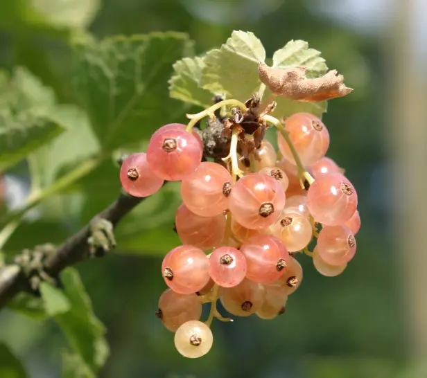 Groseillier Gloire des Sablons Pot C5 **Autofertile**