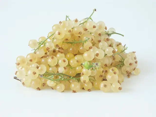 Groseillier Versaille ou Versaillaise Blanche Pot C5  ** Fruits Très parfumés **