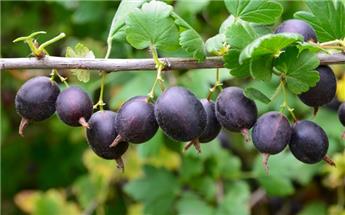 Casseille Josta Pot C5.5 ** Jostabes ou Jostaberry. Autofertile **