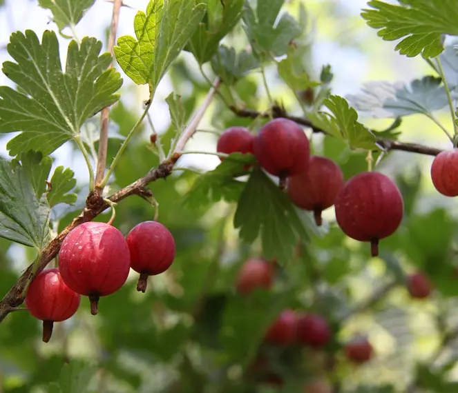 Groseillier à maquereaux Hinnonmaki Rouge (Fruits rouge)Pot C5 **Résistant aux maladies **