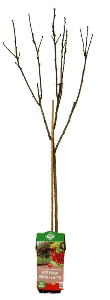 [113591] Groseillier à maquereaux Hinnonmaki Vert (Fruits verts) / tige 60 cm Pot P18