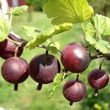 Groseillier à maquereaux Captivator (Fruits rouge) Pot P13