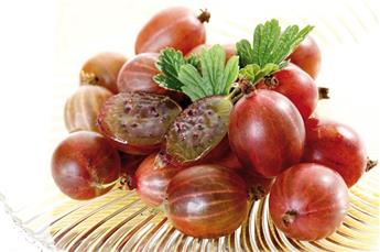 Groseillier à maquereaux Captivator Pot C5  (Fruits rouge) **Autofertile et sans épines**