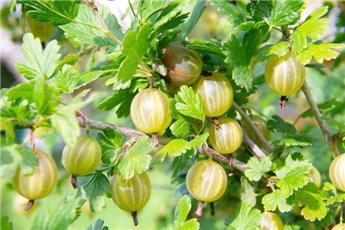 Groseillier à maquereaux Invicta (Fruits jaune) Pot ** Résistant aux maladies **