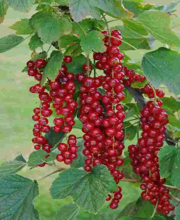 [114183] Groseillier Rolan Pot C2  ** Groseille rouge. Très résistante au froid et aux maladies **