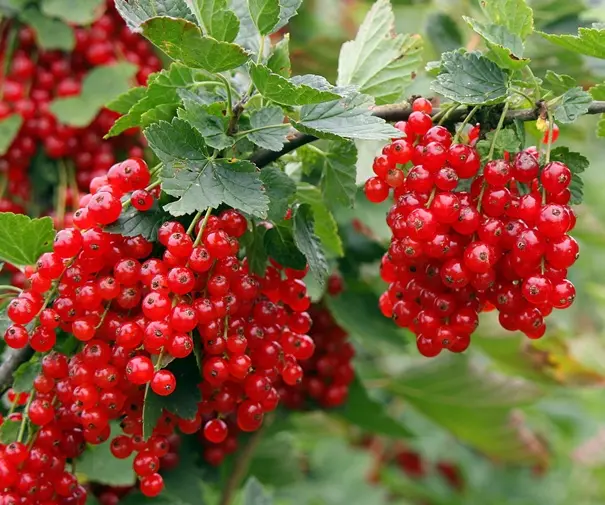 [122011] Groseillier Rovada Pot C3 ** Très longues grappes rouges **