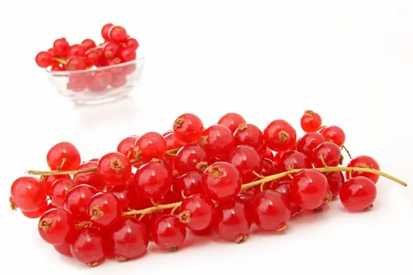 Groseillier Rosetta Pot C2.7 ** Fruits rouge clair **