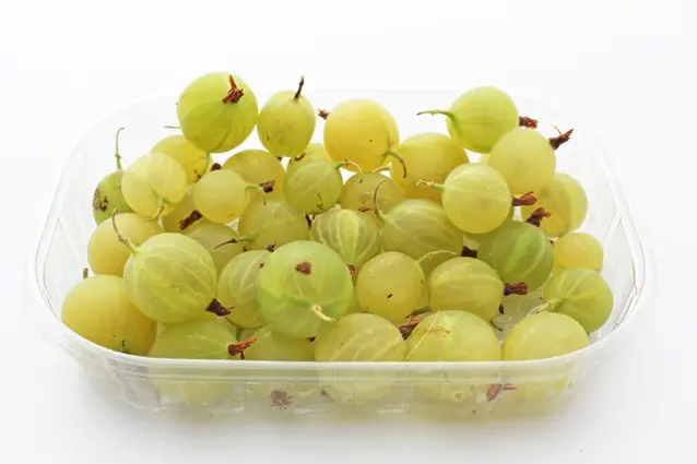 Groseillier à maquereaux Hinnonmaki jaune 50 60 Pot P18