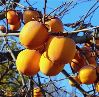 Diospyros kaki Vaniglia Tige 100 cm Pot C10Litres - Fort prêt à produire. Plaqueminier autofertile et pollinisateur.