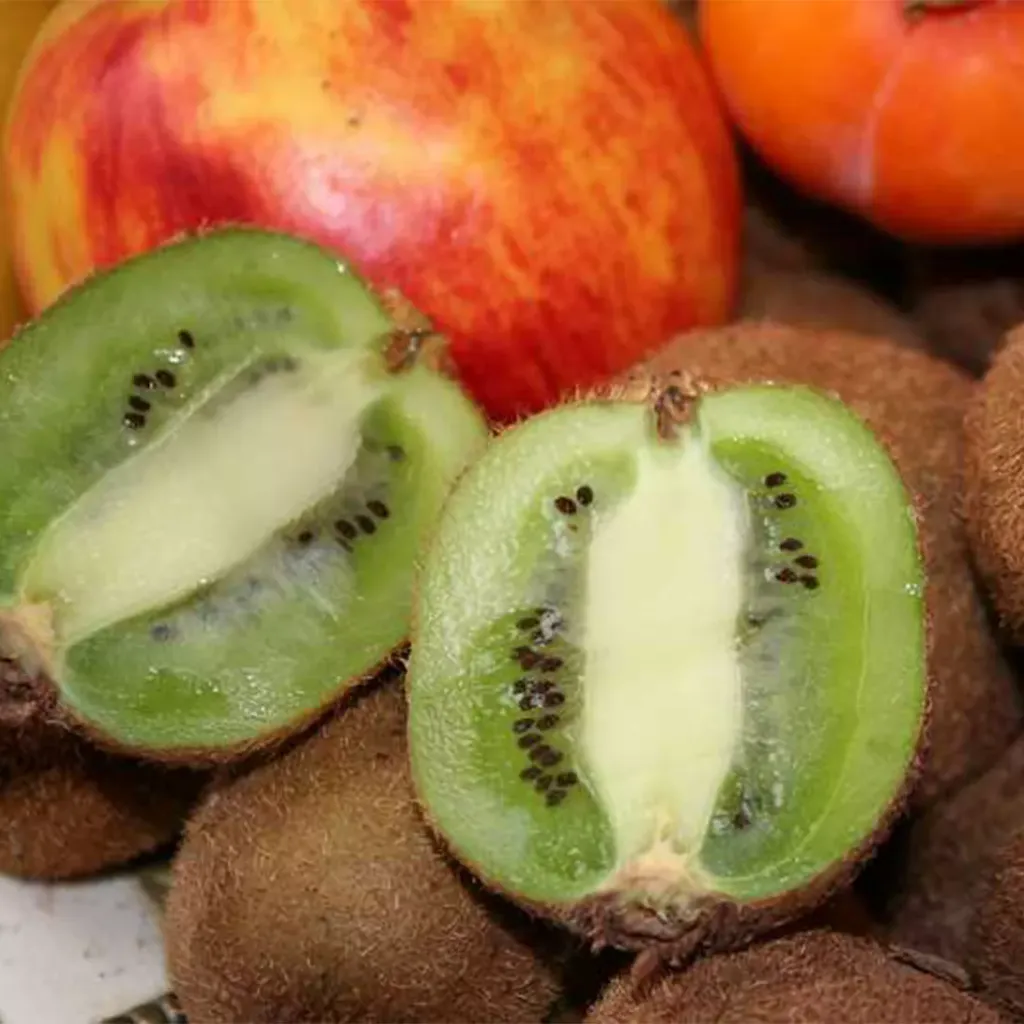 [125141] Actinidia deliciosa Solissimo® C2.7L **Autofertile**