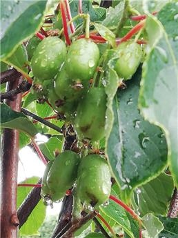 [141113] Actinidia arguta Issai  Pot C2 ** Kiwai Autofertile **