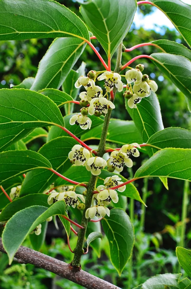 Actinidia arguta 'Nostino' **Kiwai mâle**