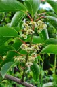 Actinidia arguta 'Nostino' **Kiwai mâle**