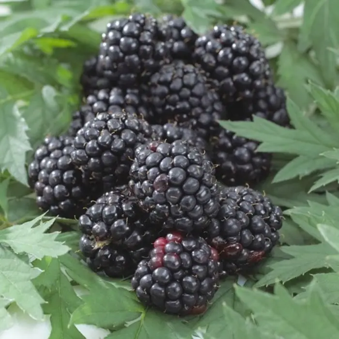 Mûrier Loch Ness Pot C2.7 ** Sans épines **