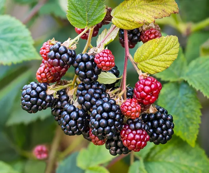 Mûrier Himalaya Pot P16