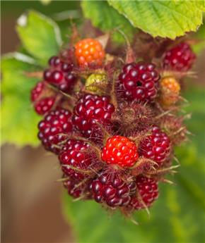 Mûrier Japonais - Rubus phoenicolasius Pot C2 ** Fruits rouge **