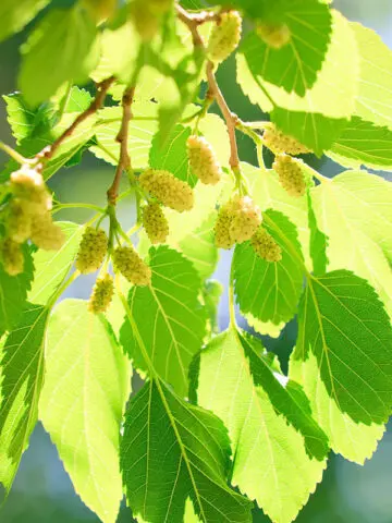 Morus alba Haute Tige 12 14 Pot ** Murier à fruits en arbre: prêt à produire **