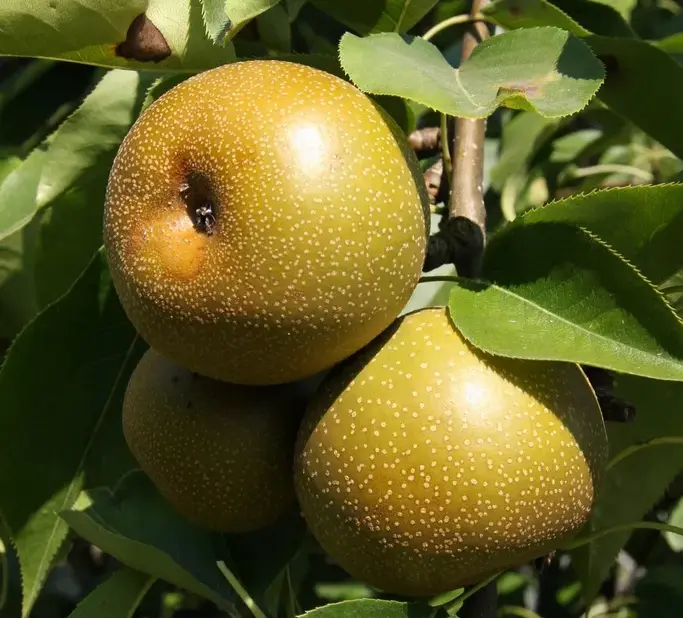 Nashi Shinseiki Demi Tige Pot **Autofertile - Pollinisateur **