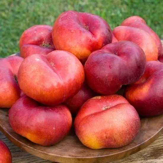 Nectarine Flateryna Demi Tige Pot ** Fruits plats. Fort prêt à produire **
