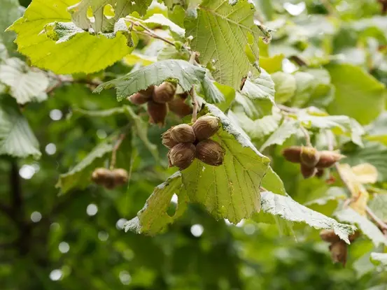 Corylus avellana Géant des Halles Pot P18 ** Grosses noisettes **