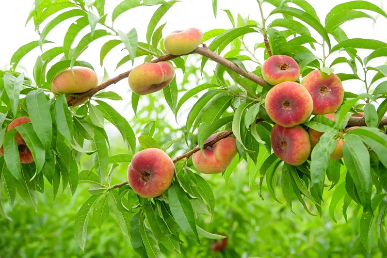 Pêcher Paraguayo Demi Tige  Pot ** Fort: prêt à produire. Pêche plate. Autofertile et résistant ***