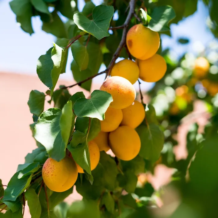 [121411] Abricotier Moniqui Demi Tige Pot