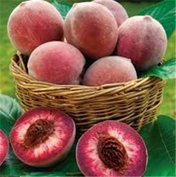 Pêcher Sanguine de Savoie Buisson Fort prêt à produire  Pot ** La vraie pêche de vigne sanguine ** Autofertile