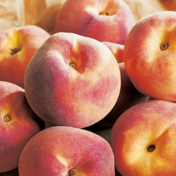 Pêcher Grosse Mignonne Demi Tige ** Autofertile **