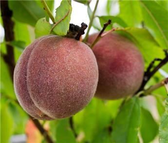 Pêcher Sanguine Vineuse Buisson C7.5L ** Très rustique et  autofertile **