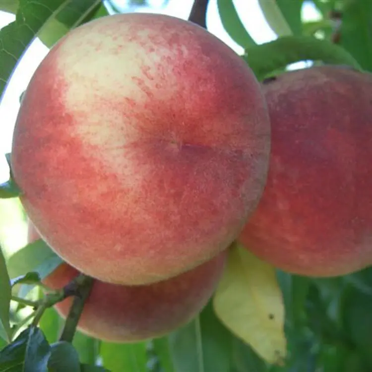 Pecher Maria Bianca demi-tige 