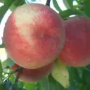 Pecher Maria Bianca demi-tige 