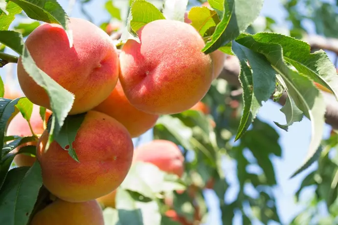 [110444] Pêcher Fertile de Septembre Demi tige Fort ** Prêt à produire. Autofertile ** (RGF)