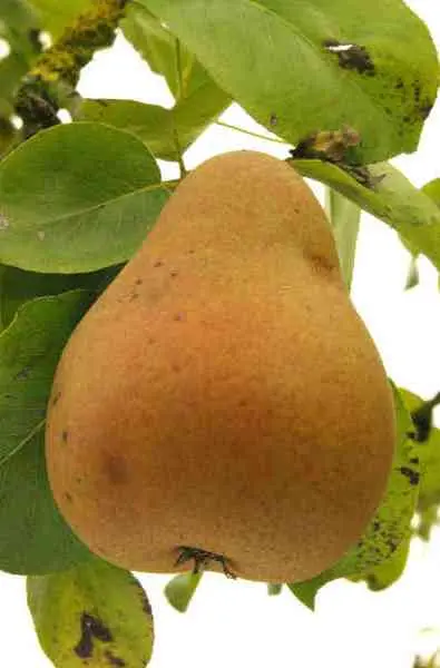 Poirier Beurre Hardy Palissé Double UU Pot **Bon pollinisateur**