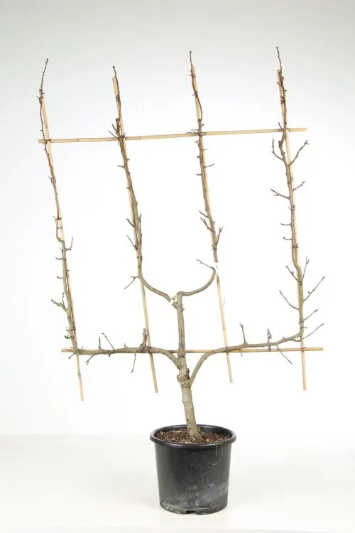 [101310] Poirier Williams Bon Chrétien palissé Double UU