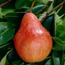 Poirier colonnaire Moscou® Pot C7.5 ** Autofertile **