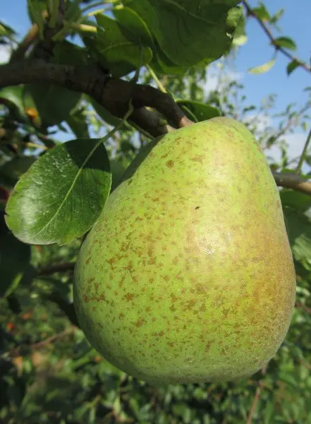 Poirier Delbard Délice Demi Tige Pot C15 ** Fort preêt à produire **