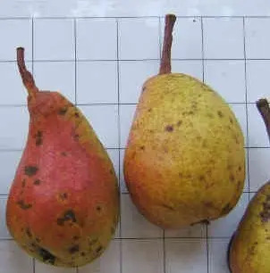 Poirier Louise Bonne d'Avranches Demi Tige Pot C15 ** Fort prêt à produire ** Pollinisateur