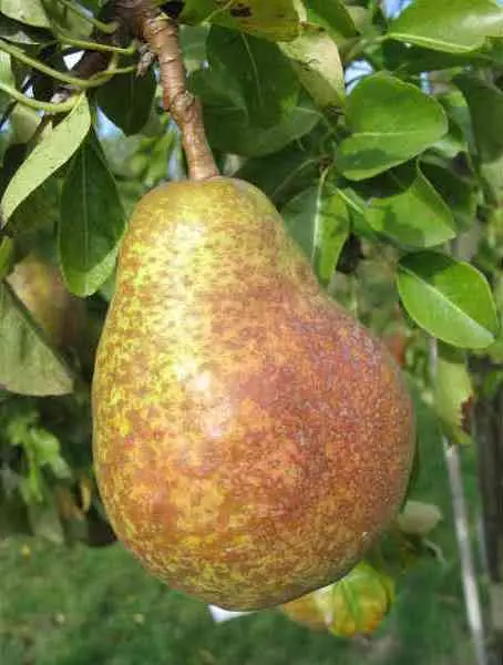 Poirier Delbard Gourmande® Palissé Simple U