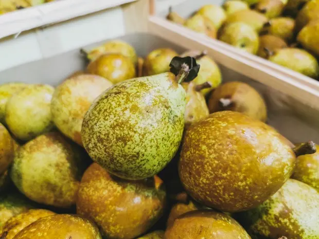 Poirier Général Leclerc Buisson Pot C10 ** Fort prêt à produire **