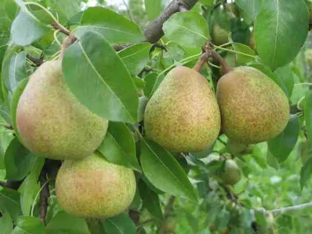 Poirier Double Philippe Demi Tige