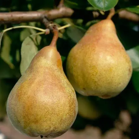 Poirier Sucrée de Montluçon Buisson Pot
