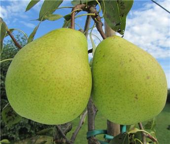 Poirier Madame Gregoire Demi Tige