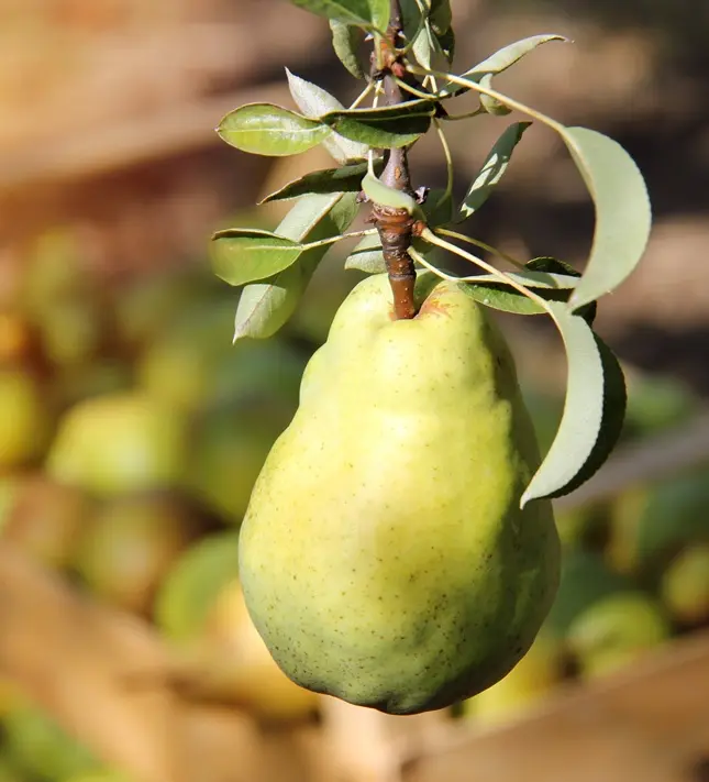 Poirier Williams Bon Chrétien Buisson ** Fort prêt à produire **