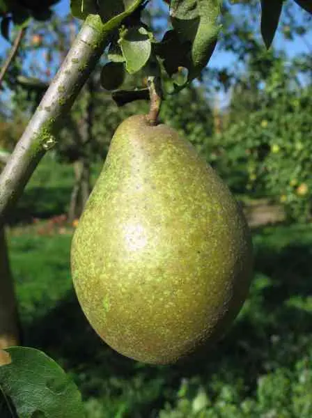 Poirier Comtesse de Paris Buisson ** Autofertile et bon pollinisateur **