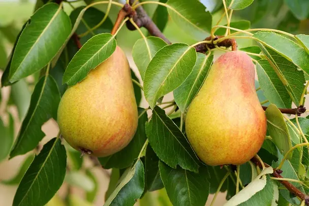 Poirier Légipont (Charneux) Demi Tige Pot ** Bon pollinisateur **