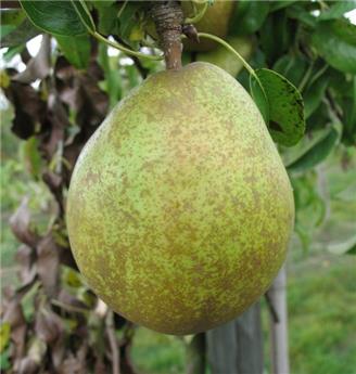 Poirier Nec Plus Meuris (Beurré Anjou) Buisson ** Fort prêt à produire **