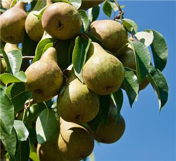 Poirier Abate Fetel Demi Tige Pot ** Fort prêt à produire **