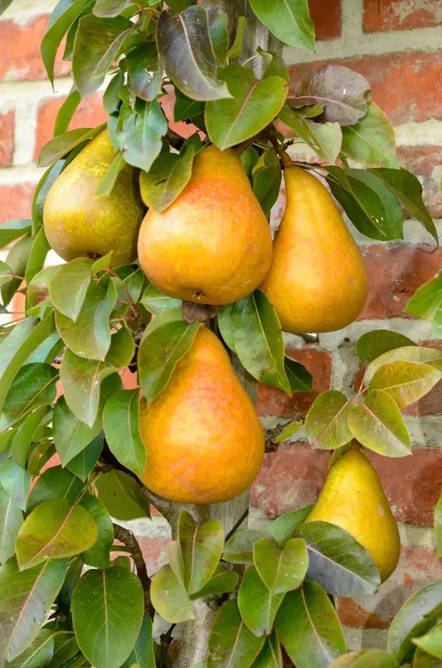 Poirier Durondeau DT