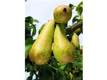 Poirier Conférence Palissé Palmette Horiz. 5 Etg l150H180 cm Pot ** Fort: prêt à produire **